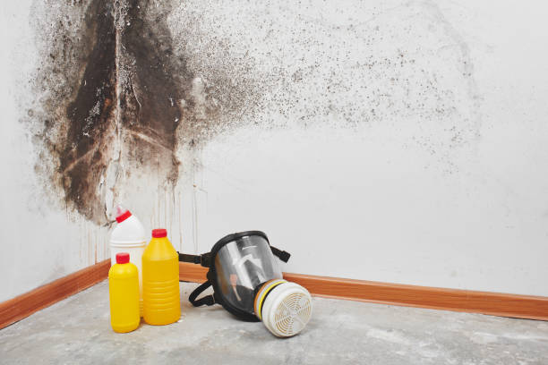 Best Attic Mold Remediation in West Point, NY