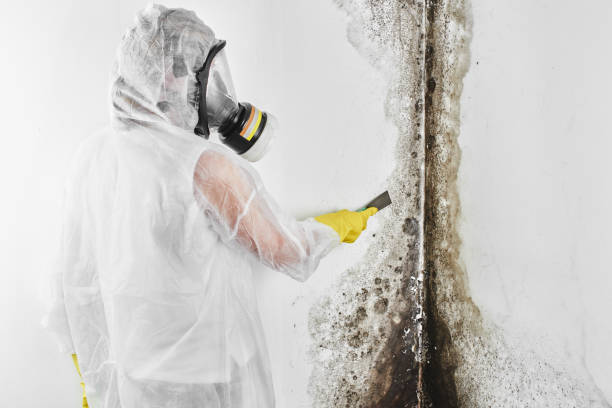 Best Mold Testing and Inspection Services in West Point, NY