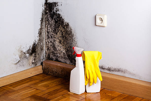 Best Basement Mold Remediation in West Point, NY