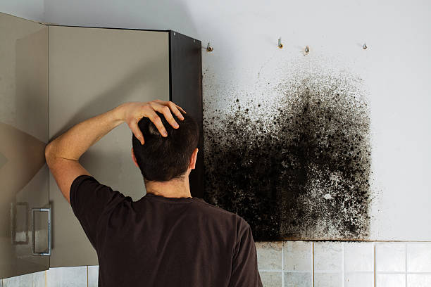 Best Black Mold Remediation in West Point, NY