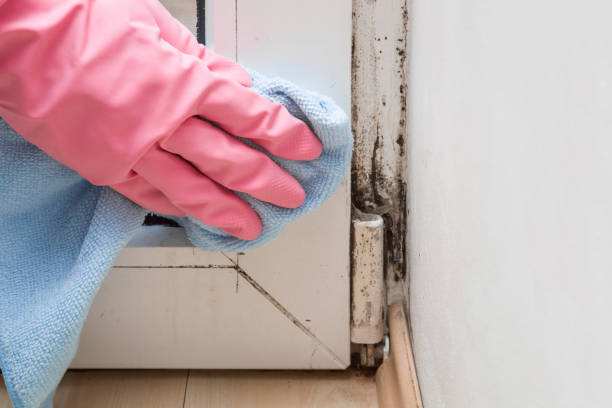 Professional Mold Remediation in West Point, NY